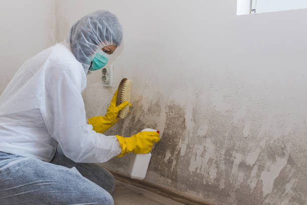 Best Health and Safety Mold Remediation in USA